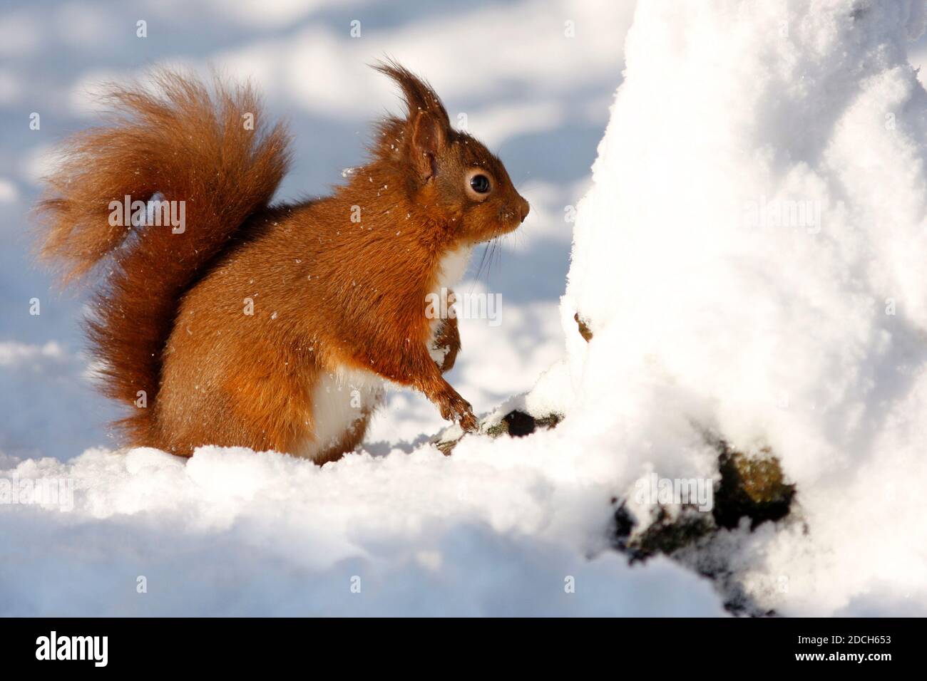 Red squirrel Sciurus vulgaris, in snow, Aberdeenshire, Scotland Stock Photo