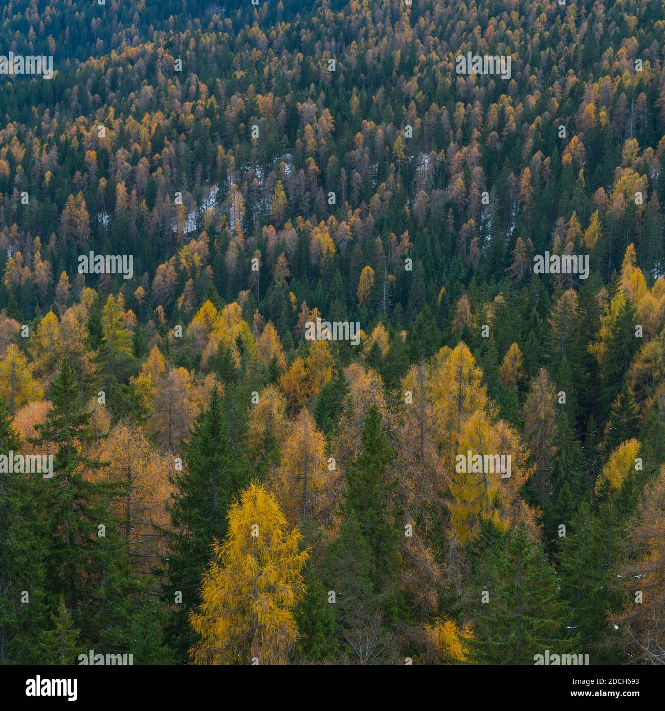 European Larch forest, Cortina D'Ampezzo, Belluno province, Dolomites, Unesco World Heritage Site, Italy, Europe Stock Photo