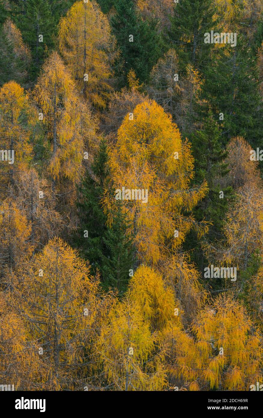 European Larch forest, Cortina D'Ampezzo, Belluno province, Dolomites, Unesco World Heritage Site, Italy, Europe Stock Photo