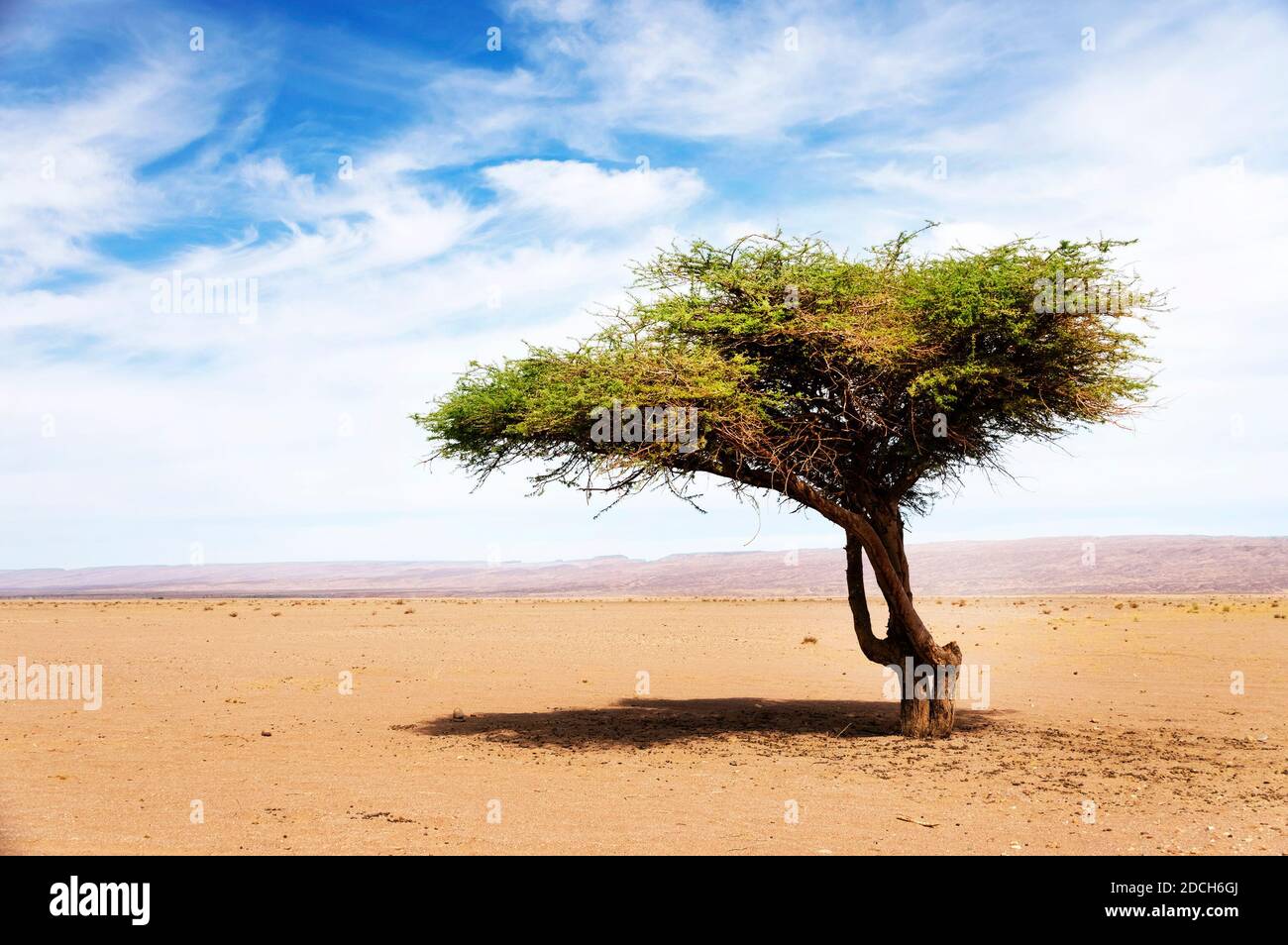 Acacia tree in Sahara Desert, Africa Stock Photo Alamy