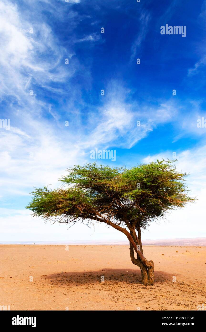 acacia-tree-in-sahara-desert-africa-stock-photo-alamy