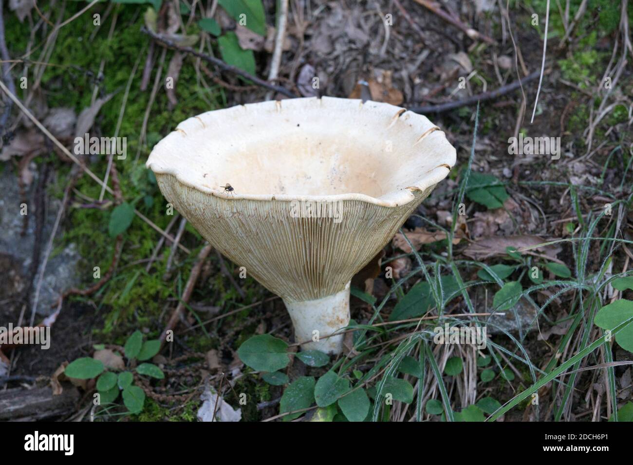 A view of a mushroom in the wood of Italy Stock Photo