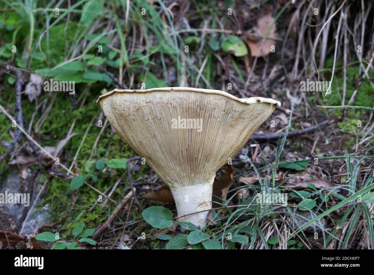 A view of a mushroom in the wood of Italy Stock Photo