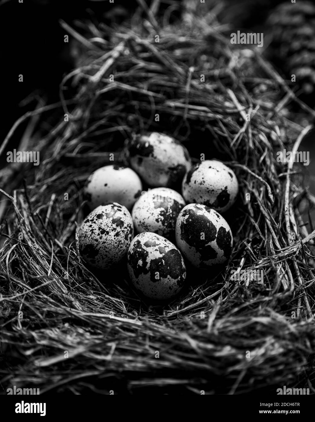 Eier von einer Wachtel in einer schale,rohe wachtel eier, black and white photograph of quail eggs in a Nest,Quails eggs in nest, Stock Photo