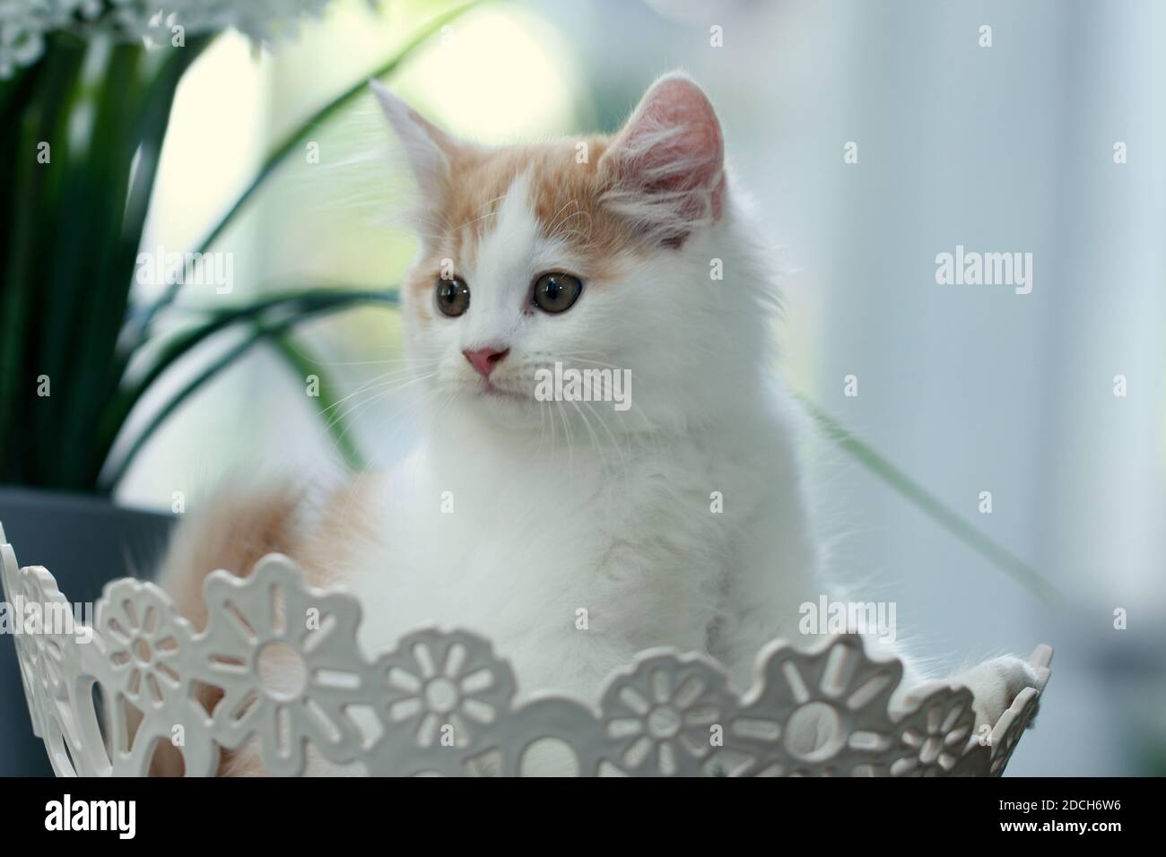 Orange kitten, tabby cat Stock Photo