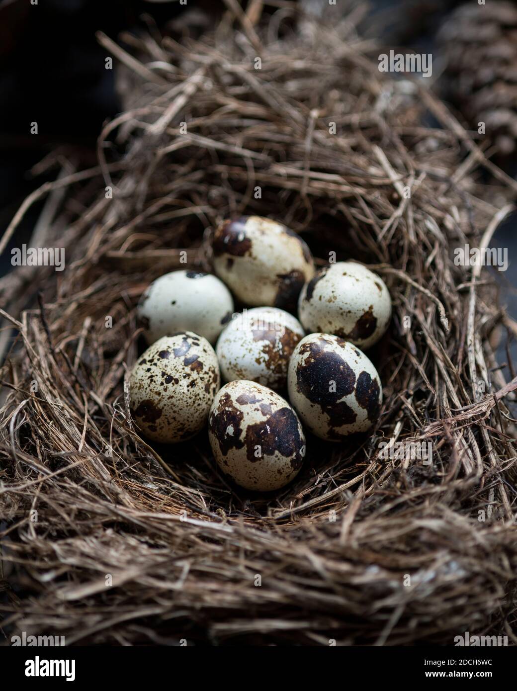 Eier von einer Wachtel in einer schale,rohe wachtel eier,colour food photograph of quail eggs in a bowl,Quails Egg,schale mit Wachtel eiern,ingredient Stock Photo