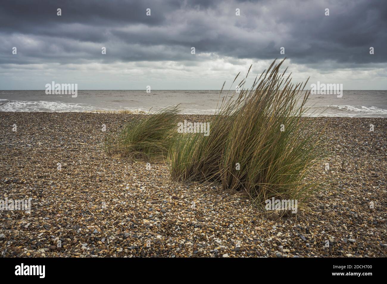 Two tufts of marram grass on a shingle beach being blown by the wind. Stock Photo