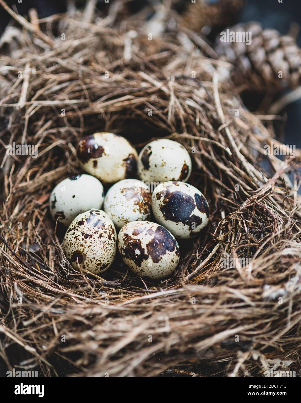 Eier von einer Wachtel in einem Nest, Quail eggs in nest,colour  photograph of quail eggs in a nest,Quails Egg, Nest mit Wachtel Eiern, Nest mit Eiern Stock Photo