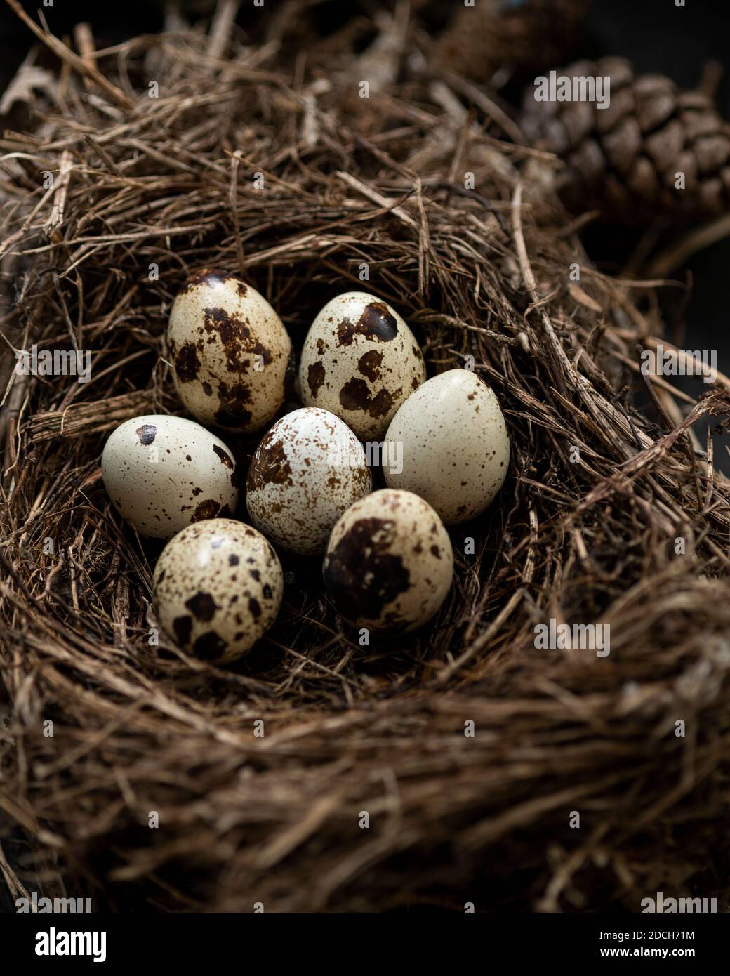 Eier von einer Wachtel in einer schale,rohe wachtel eier,colour food photograph of quail eggs in a bowl,Quails Egg,schale mit Wachtel eiern,ingredient Stock Photo