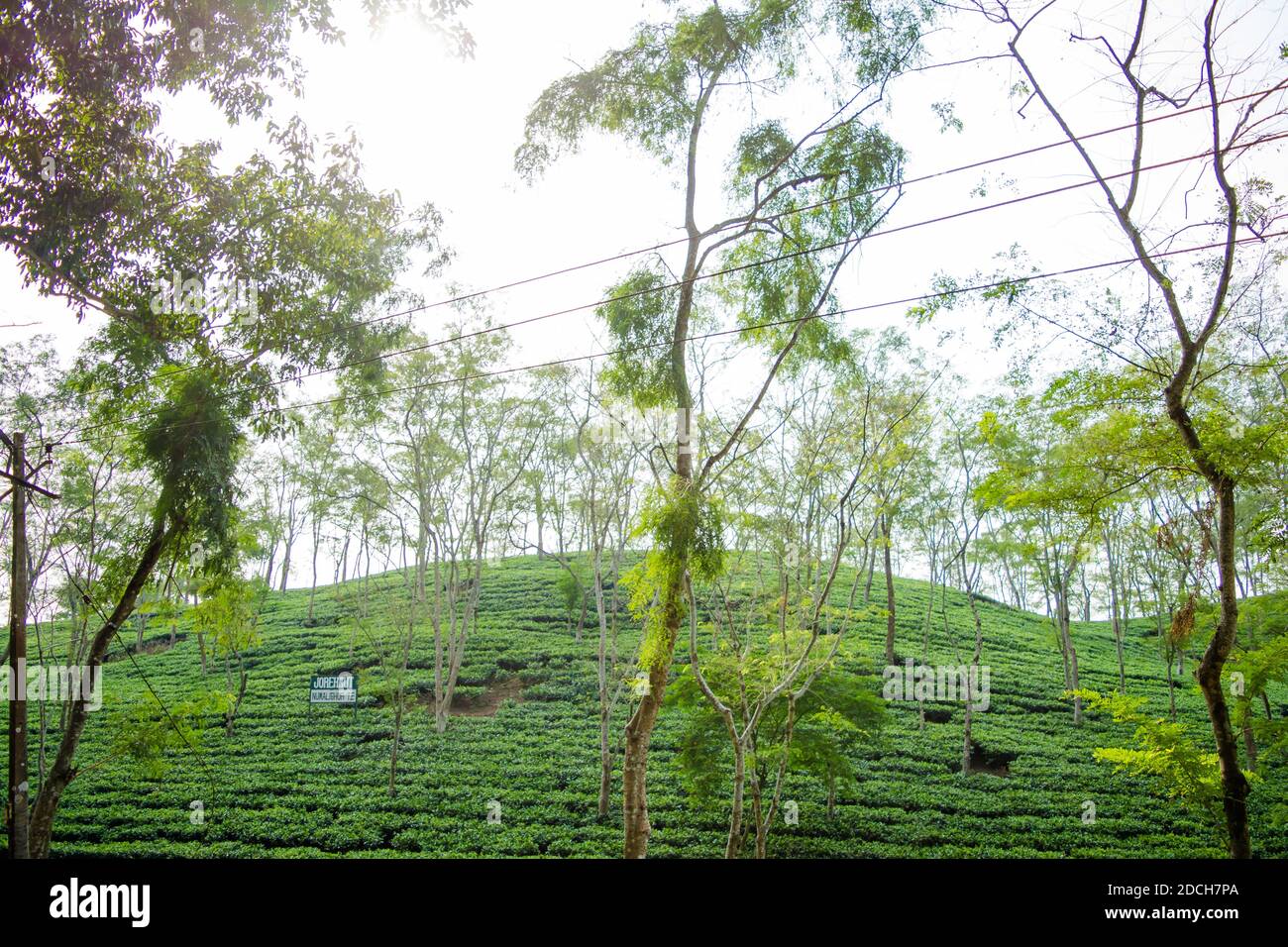 Green tea garden of Assam grown in lowland and Brahmaputra River Valley