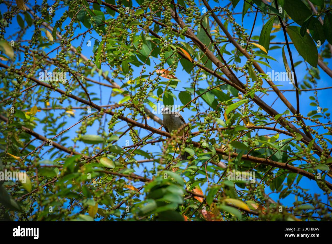 Local wildlife of birds feeding on a wild tree bearing nuts to feed on Stock Photo Alamy
