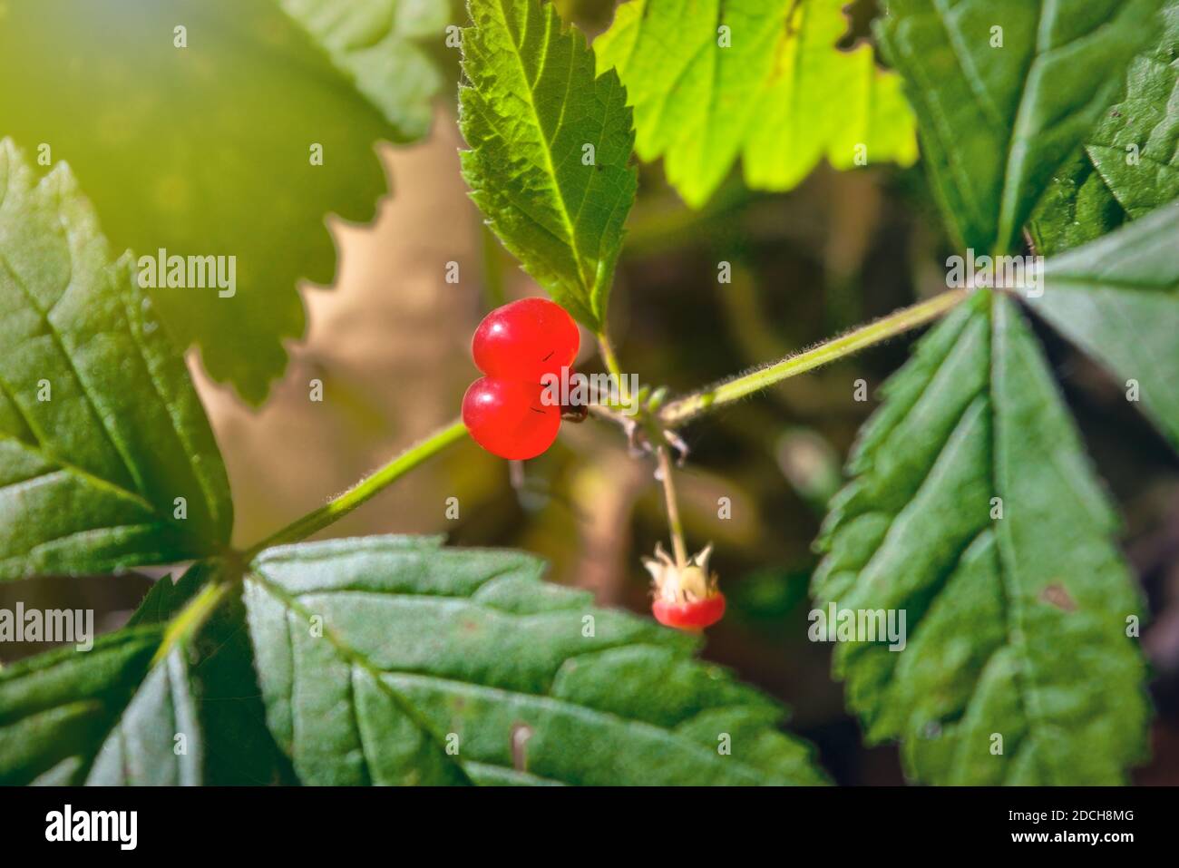 Red berries and green leaves of Stone bramble. Rubus saxatilis. Stock Photo