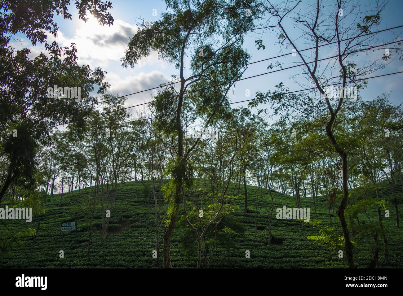 Green tea garden of Assam grown in lowland and Brahmaputra River Valley