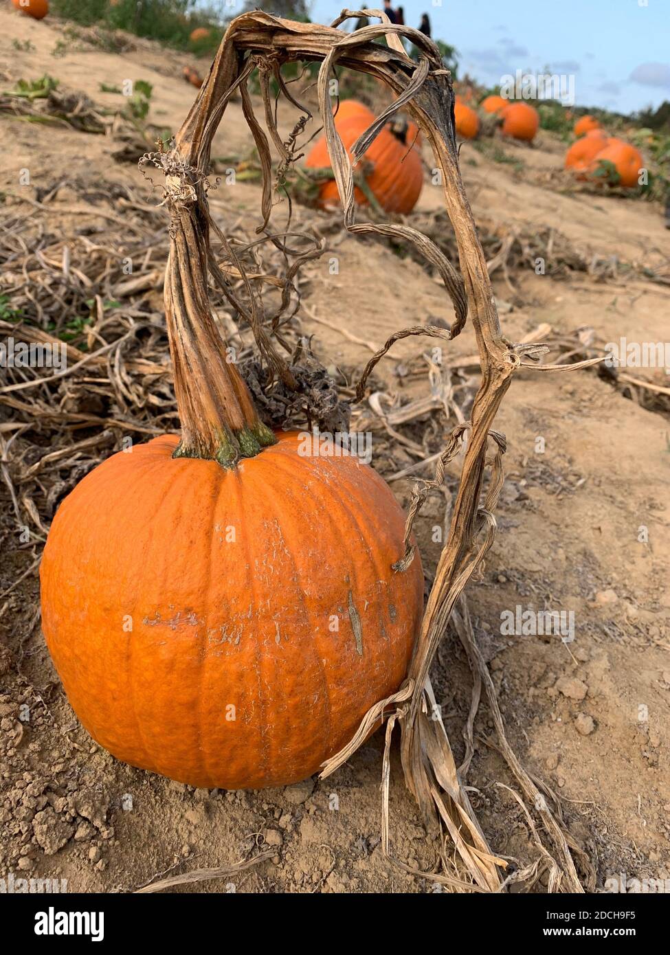 Single Pumpkin with pumpkin patch in background Stock Photo