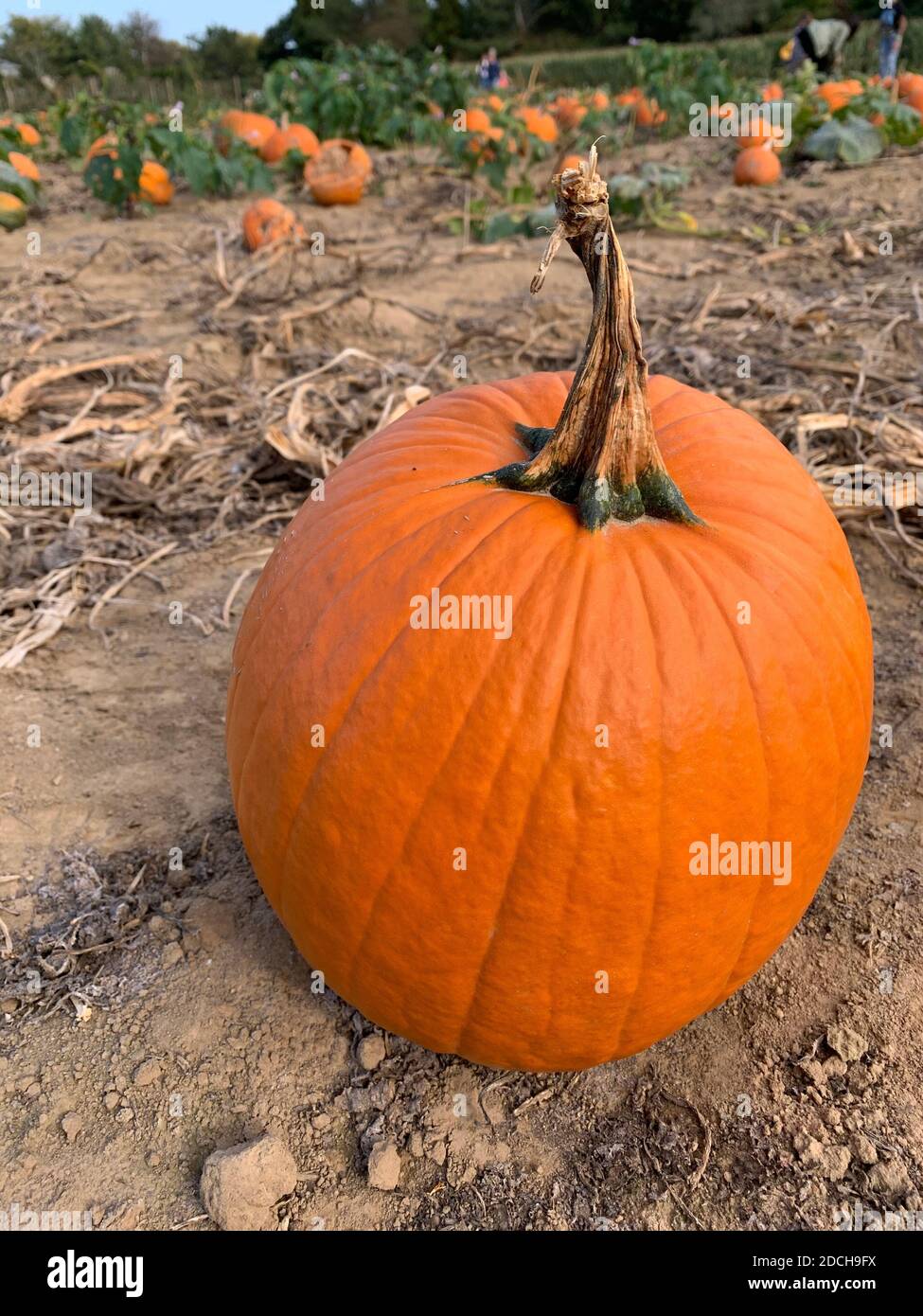 Single Pumpkin with pumpkin patch in background Stock Photo