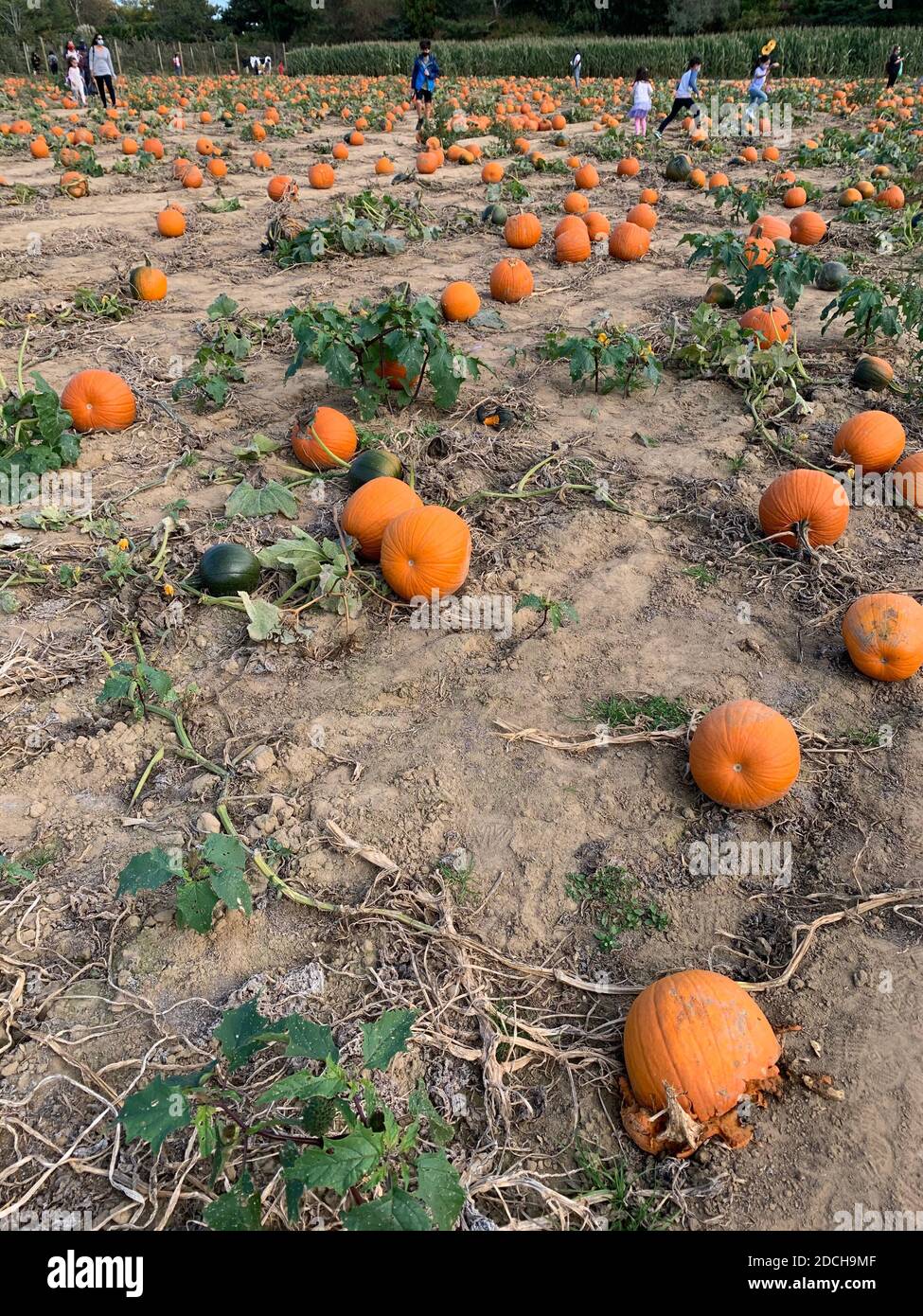 Pumpkins in Random Pattern in a pumpkin patch Stock Photo