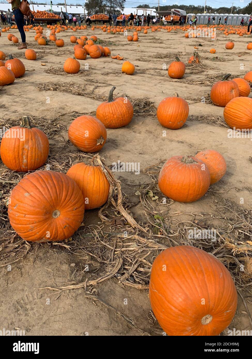 Pumpkins in Random Pattern in a pumpkin patch Stock Photo