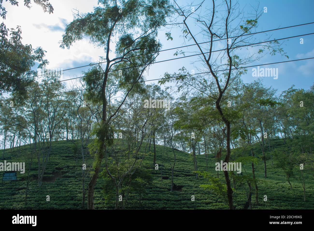 Green tea garden of Assam grown in lowland and Brahmaputra River Valley