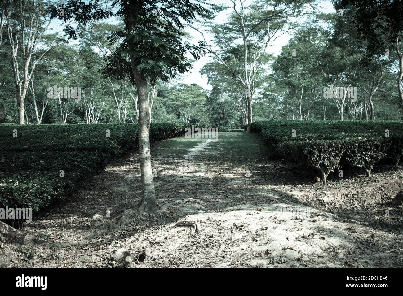Green tea garden of Assam grown in lowland and Brahmaputra River Valley
