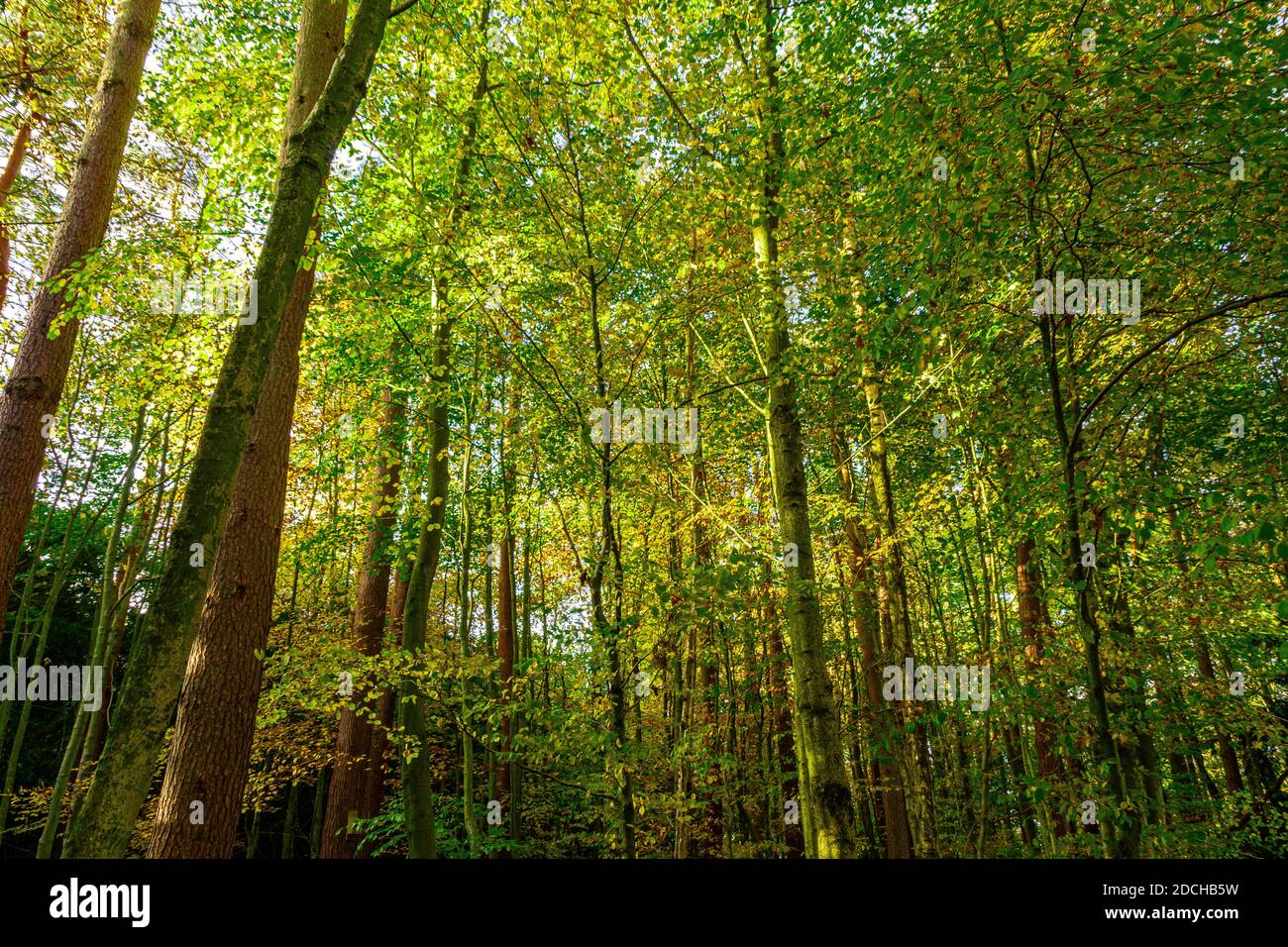 Trees with high canopy hi-res stock photography and images - Alamy