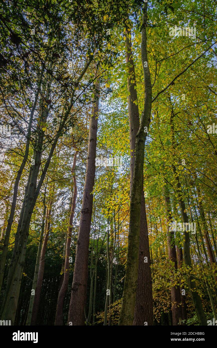 Trees with high canopy hi-res stock photography and images - Alamy