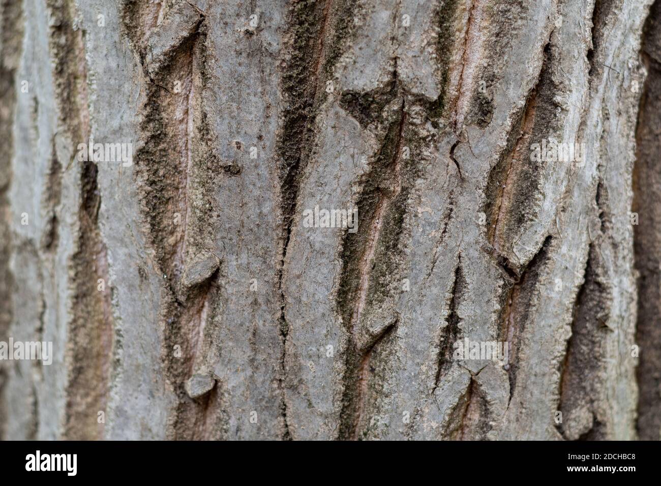 Old walnut tree trunk detail hires