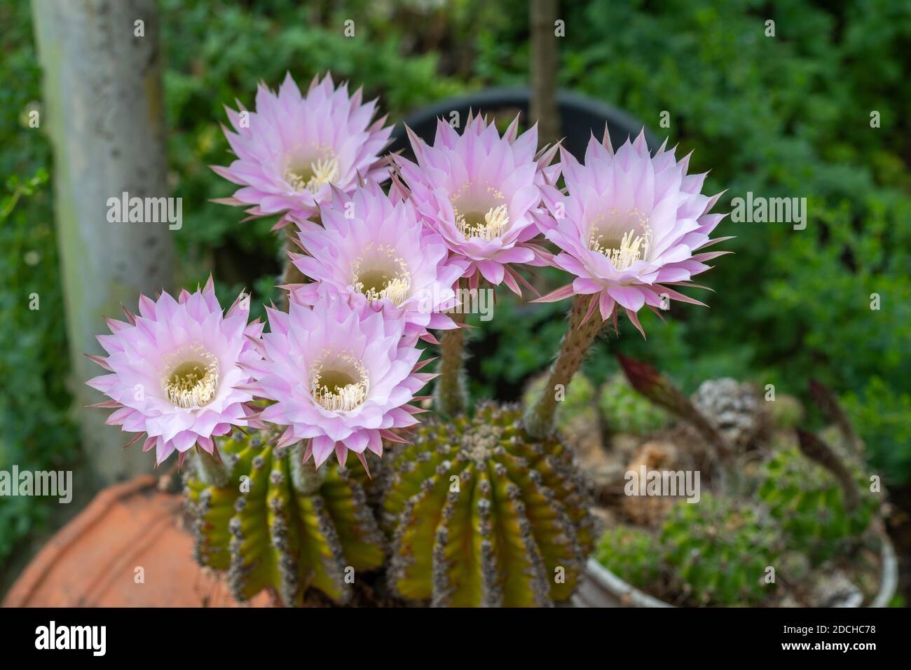 Easter Lily Cactus with flowers in full bloom (Echinopsis oxygona Stock