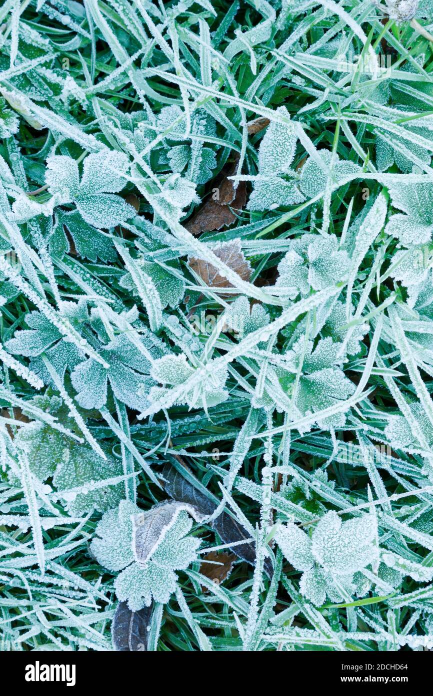 Frost covered grassland vegetation Stock Photo
