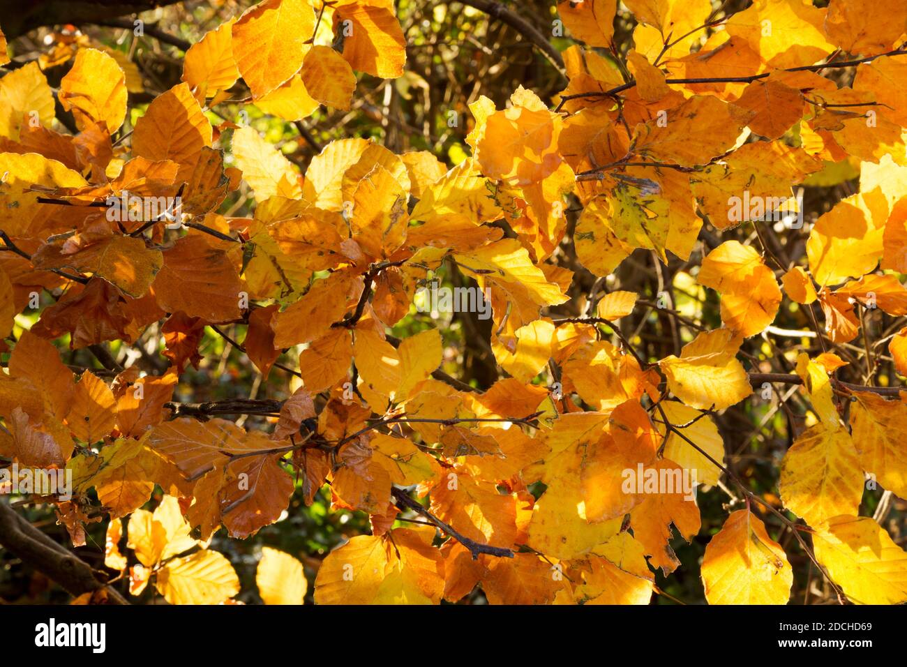 Backlit beech leaves in resplendent yellow and gold during autumn Stock Photo