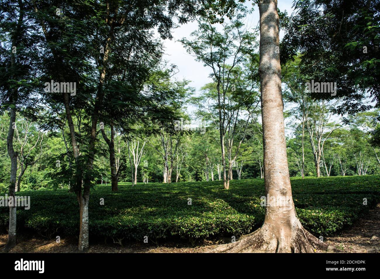 Green tea garden of Assam grown in lowland and Brahmaputra River Valley