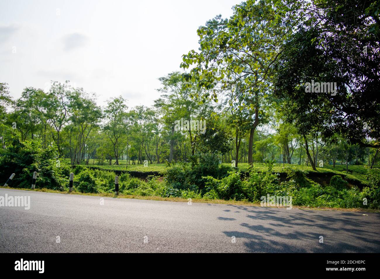 Green tea garden of Assam grown in lowland and Brahmaputra River Valley