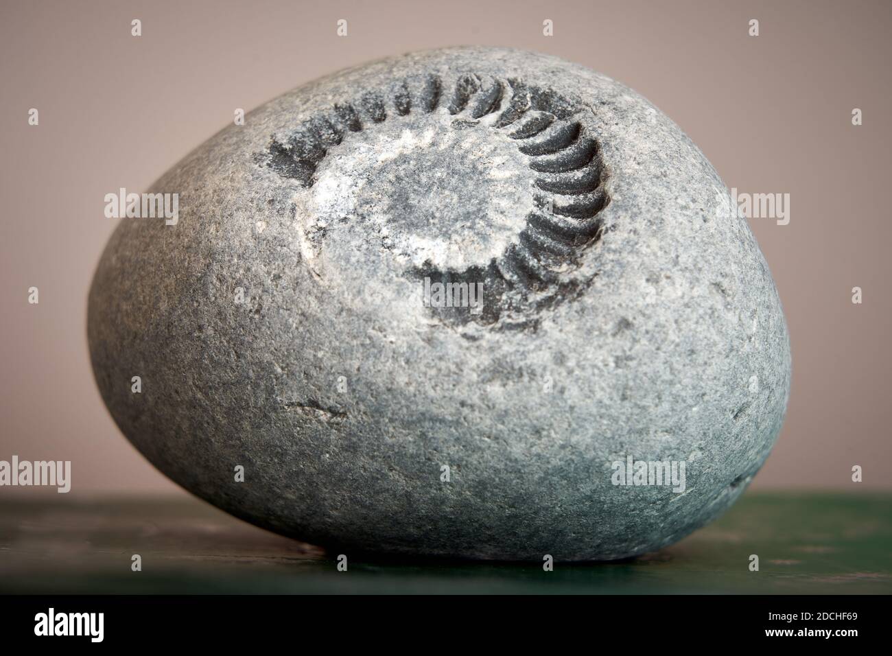 Fossil organism hires stock photography and images Alamy