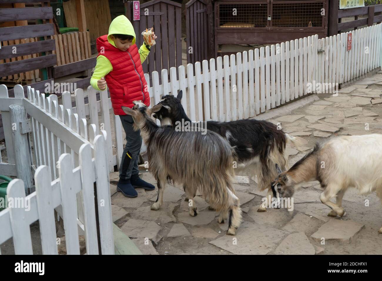 Children feed animals in an open zoo. Kyiv zoo. October 2020. Kyiv