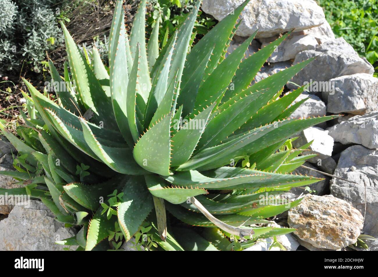 An Aloe Vera Succulent Plant with spikes closeup. Aloe Vera Plant Stock Photo Alamy