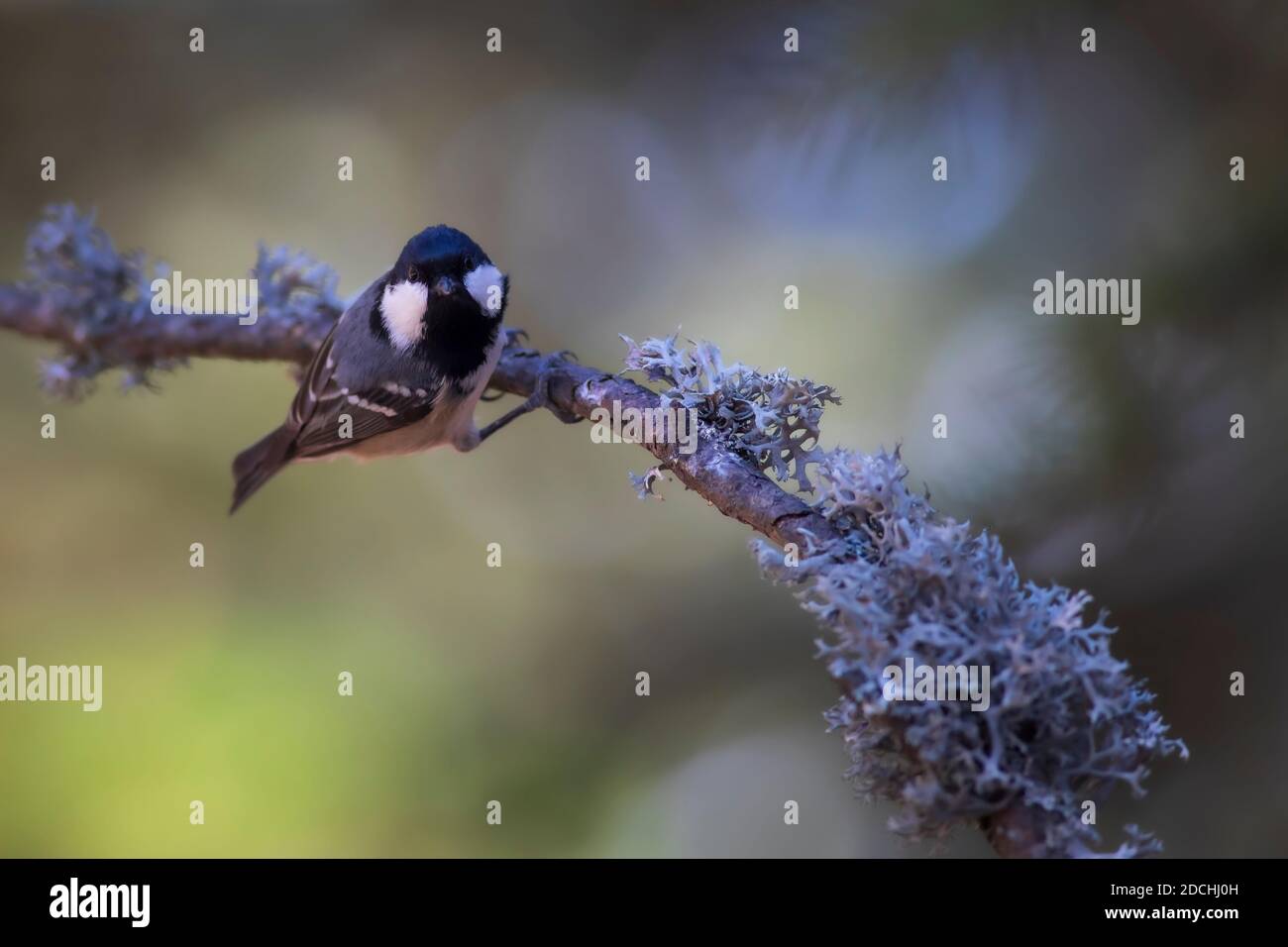 Cute little bird. Green nature background. Coal Tit / Periparus ater. Stock Photo