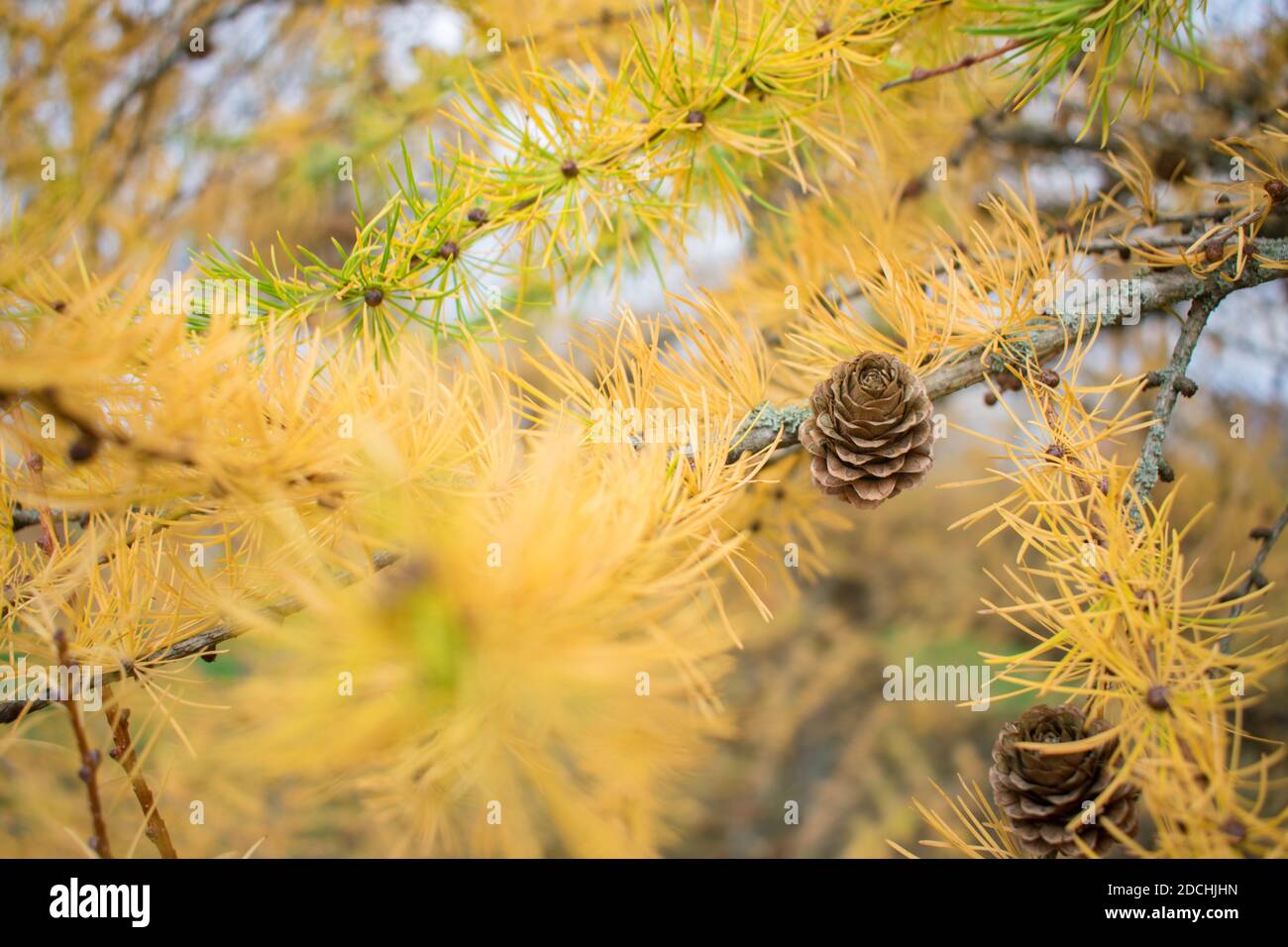 European Larch tree (Larix decidua) cones on a branch with yellow needles at autumn Stock Photo