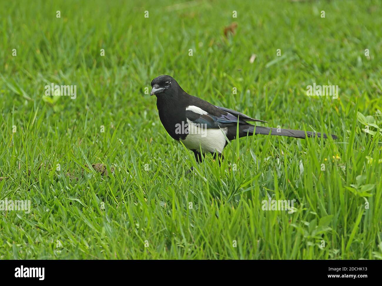 Common Magpie (Pica pica serica) adult foraging on grass  Taipei City, Taiwan            April Stock Photo