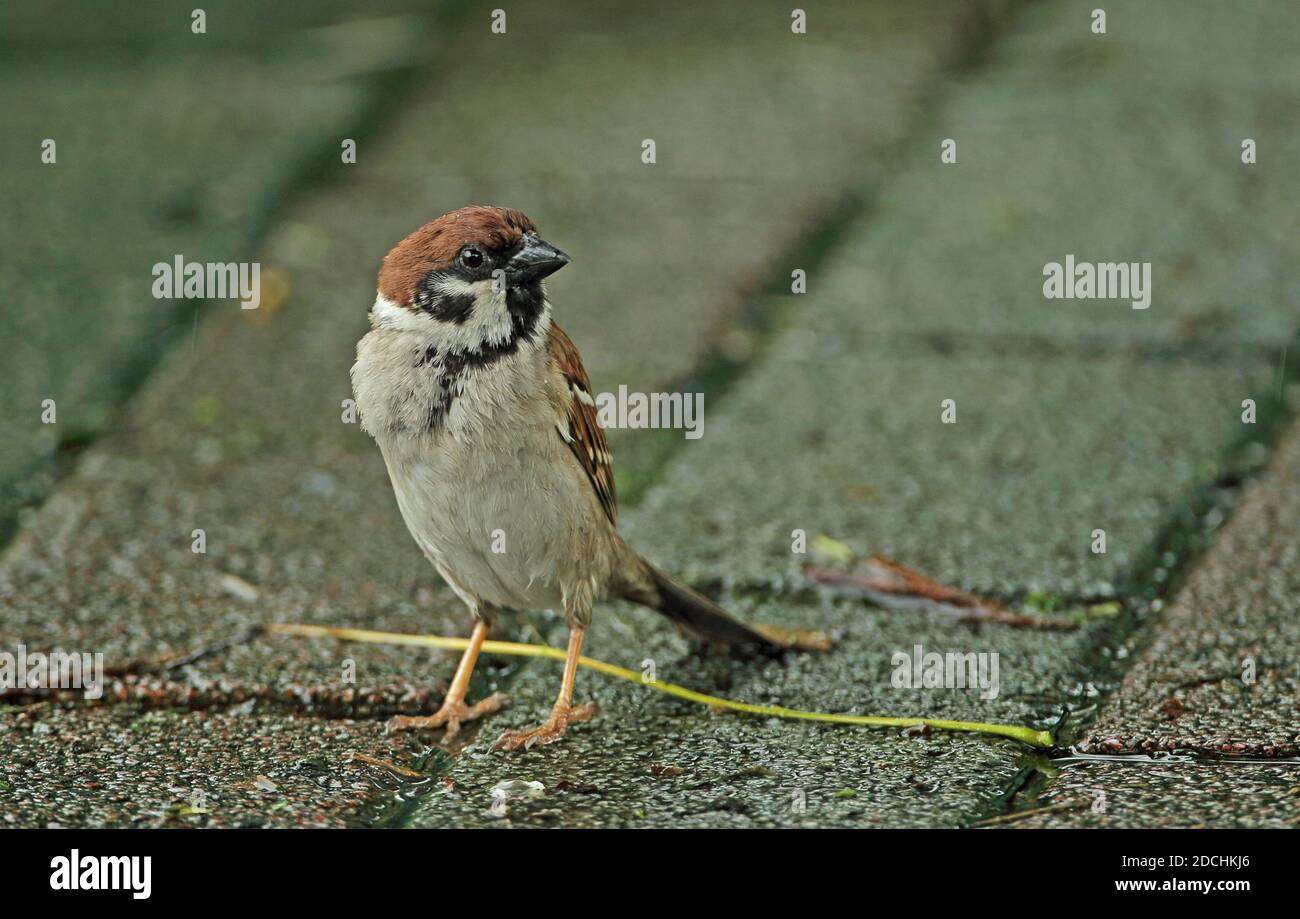 Eurasian Tree Sparrow (Passer montanus malaccensis) adult standing on path in the rain  Taiwan                April Stock Photo