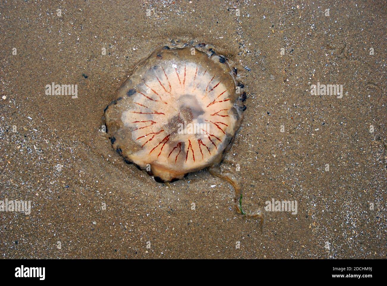 Chrysaora hysoscella, the compass jellyfish, washed up on a beach  This common species of jellyfish inhabits waters in the North Sea and Mediterranean Stock Photo