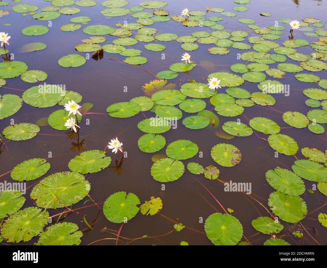 Water lily in a pond hi-res stock photography and images - Alamy