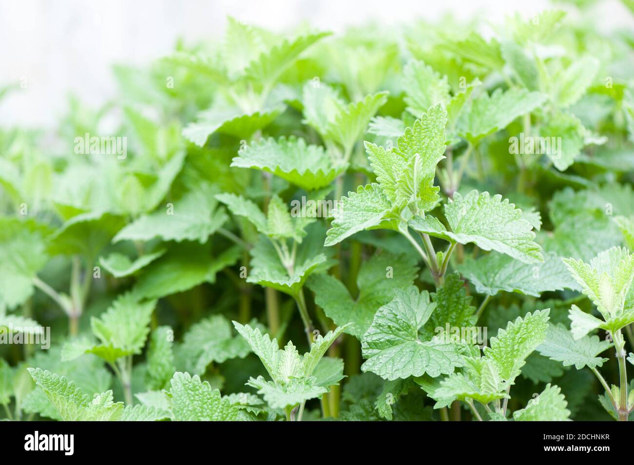 Nepeta Cataria Cat High Resolution Stock Photography and Images - Alamy