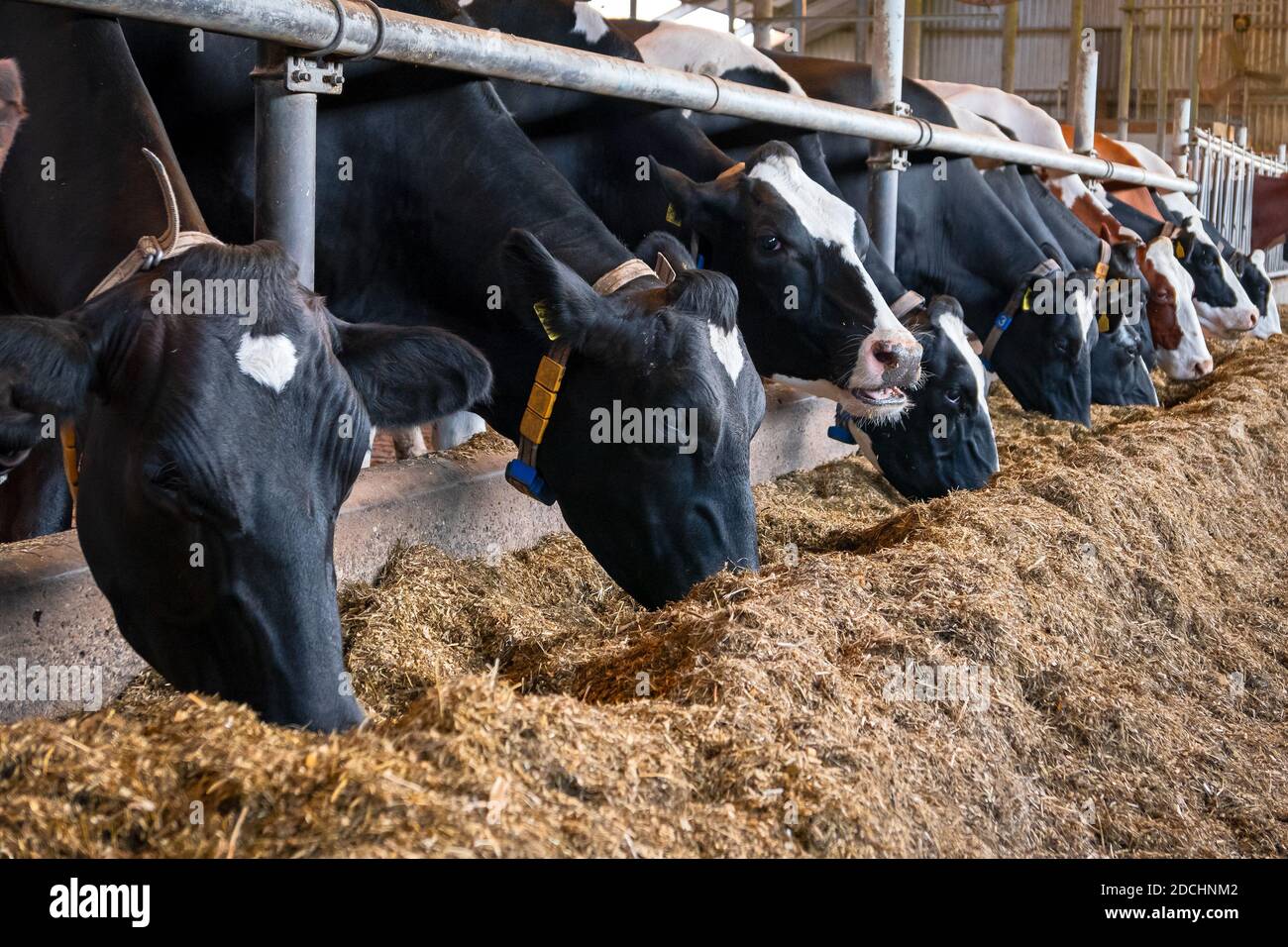Black and white Holstein Friesian cows at a dairy farm. Stock Photo