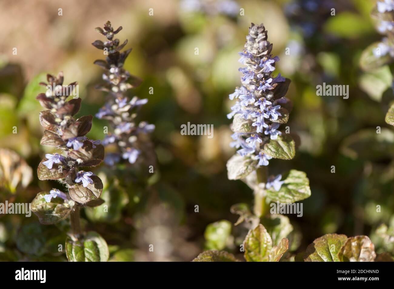 Ajuga reptans 'Rainbow' or Ajuga reptans 'Multicolour', Bugle in flower in spring Stock Photo