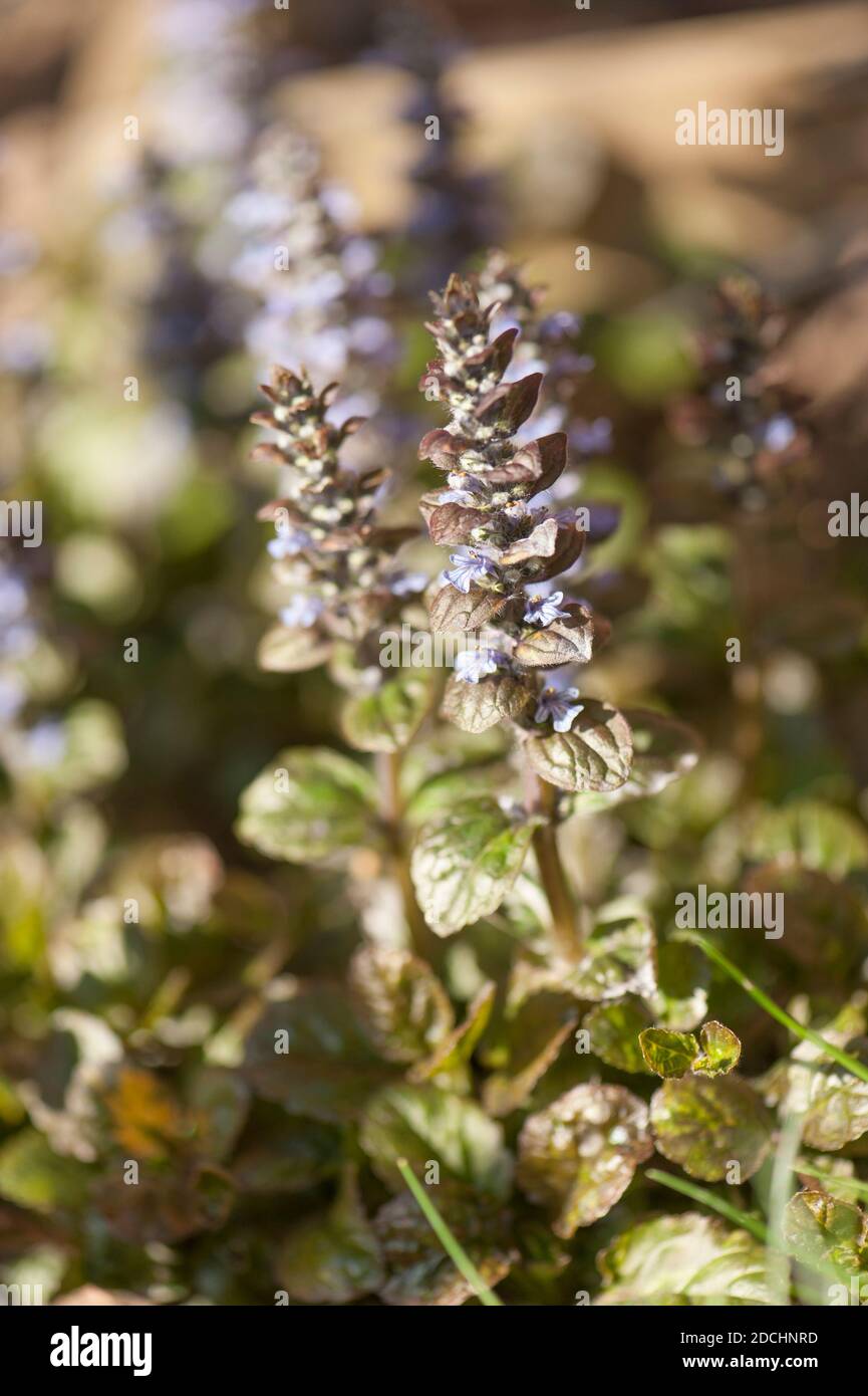 Ajuga reptans 'Rainbow' or Ajuga reptans 'Multicolour', Bugle in flower in spring Stock Photo