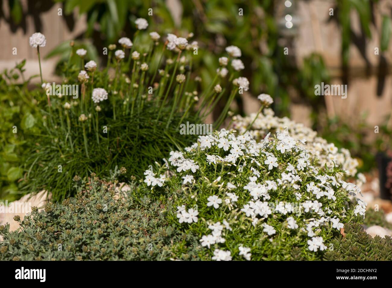 Phlox subulata 'White Delight' with Armeria maritima 'Alba' in the background Stock Photo