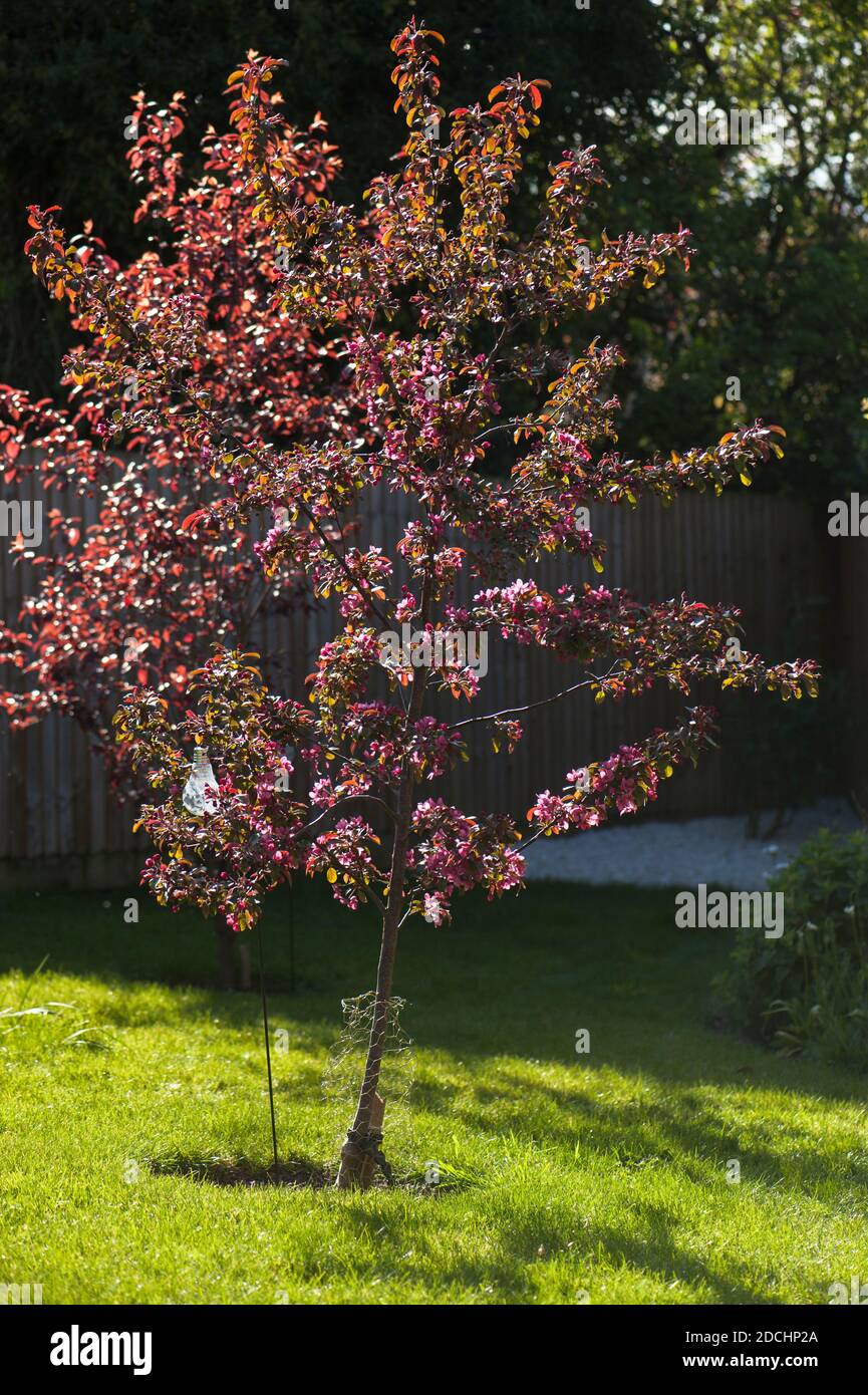 Young Malus toringo 'Scarlett' (RHS AGM), Flowering Crab Apple Tree in Spring Stock Photo