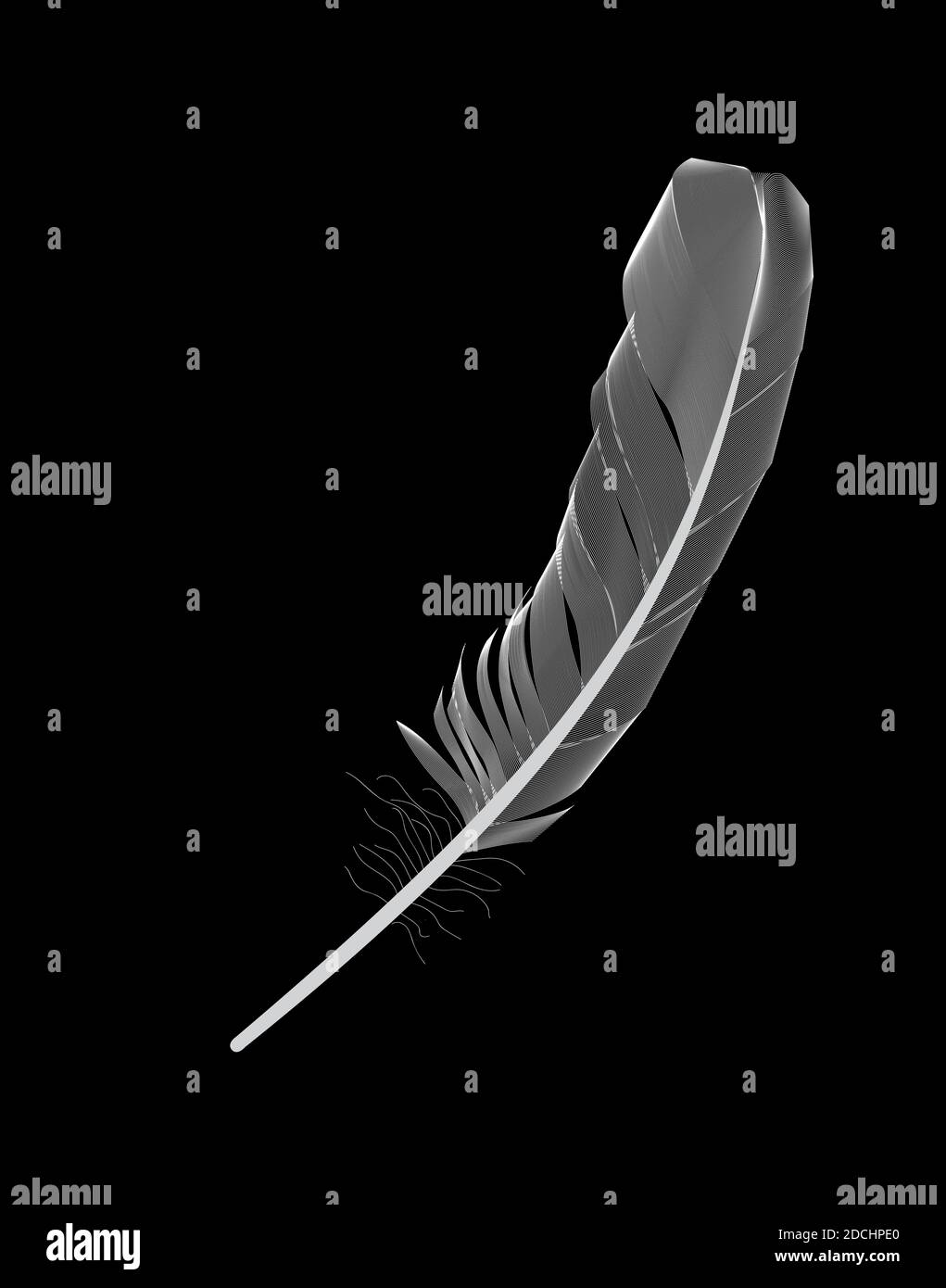 White Bird Feather Drawn on Black Background. Illustration Stock Photo ...