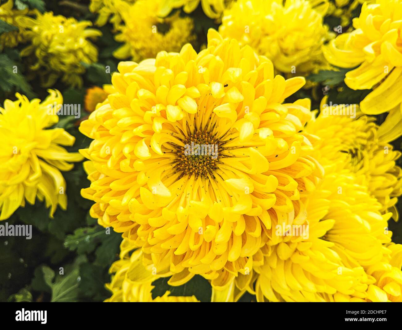 A closeup of yellow chrysanthemum x grandiflorum in a garden under the sunlight Stock Photo