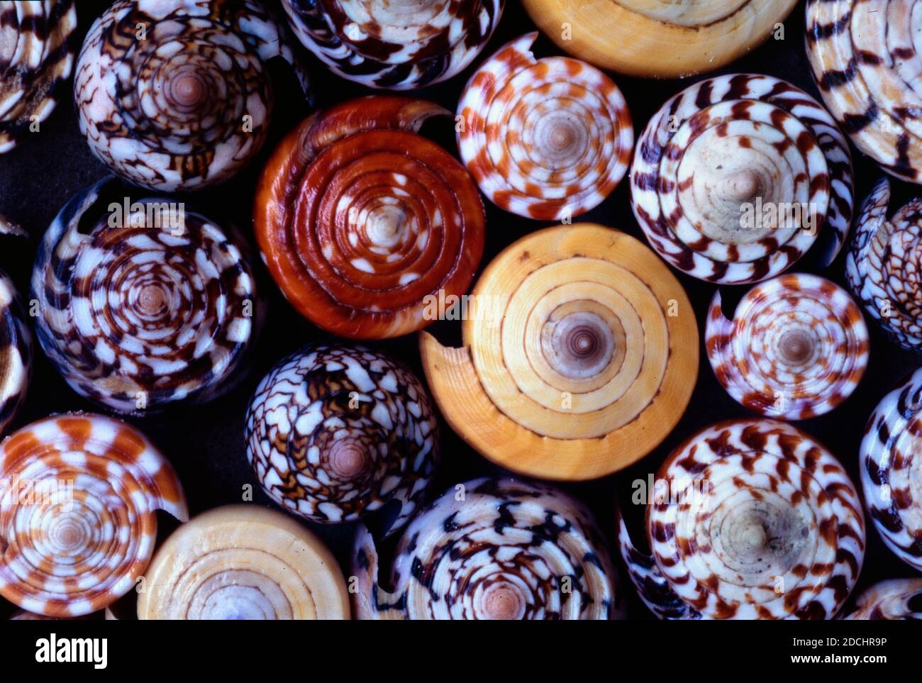 Arrangement or Spirals of Assorted Cone Shells, Seashells or Sea Shells Conus species Stock Photo