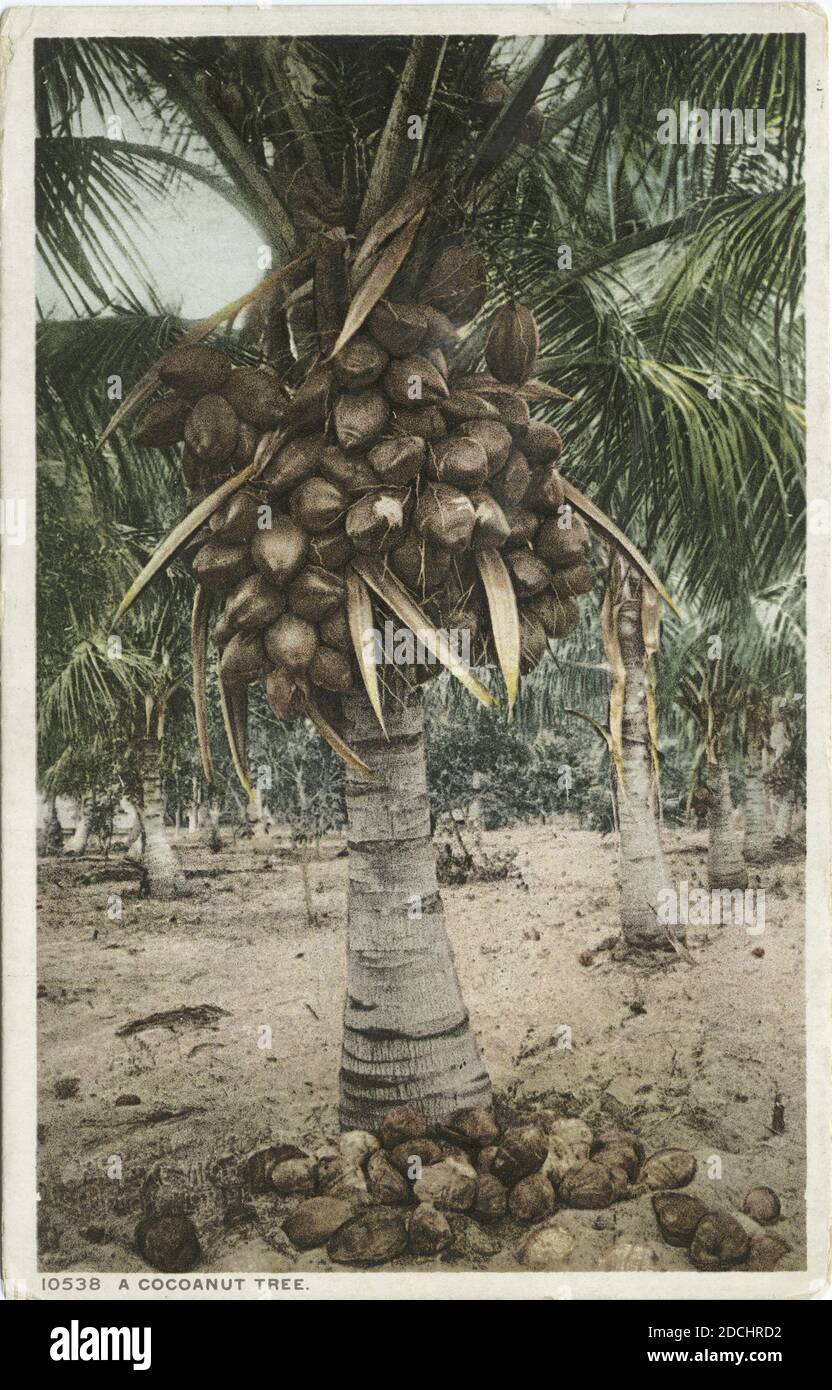 A Coconut Tree, Florida, still image, Postcards, 1898 1931 Stock